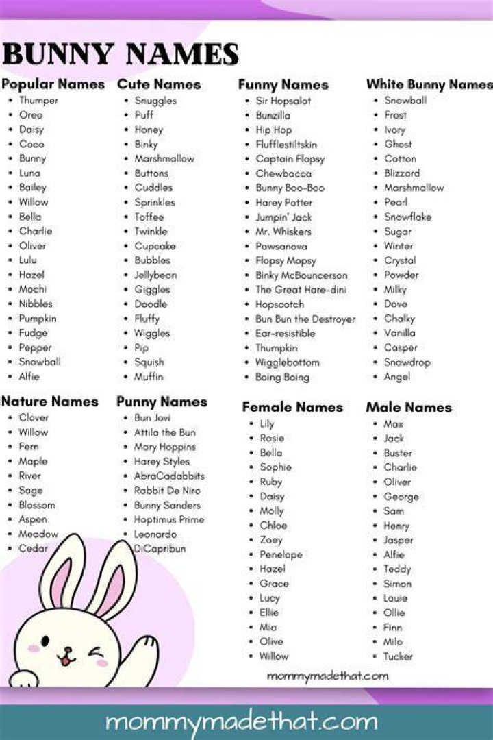 350+ Bunny Names for Your FloppyEared Friend PetHelpful