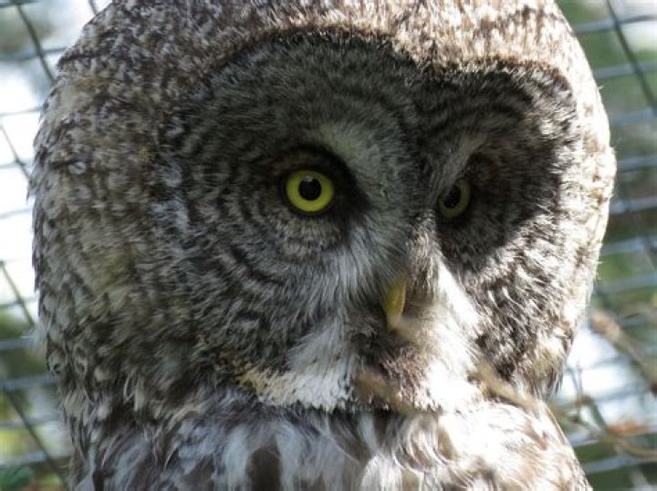 5 Largest Owls in the World