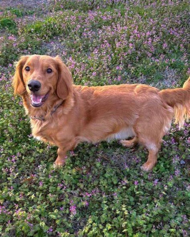 Golden Retriever Dachshund Mix Where Little Meets Large