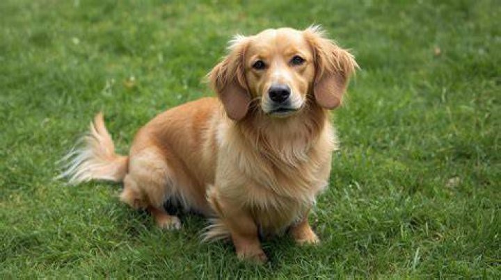 Golden retrieverdachshund mix Dog crossbreeds, Mixed breed dogs, Dog