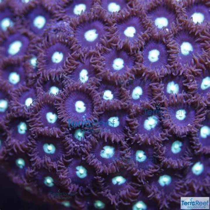 MINT CHOC CHIP ZOANTHID FRAG BUY FROM DELTA AQUARIUM