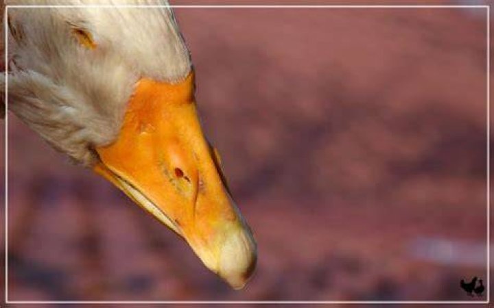 Why did My Goose Suddenly Die? LearnPoultry